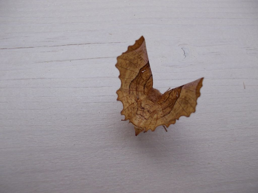 Falena da identificare - Selenia lunularia, Geometridae